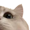 🐱